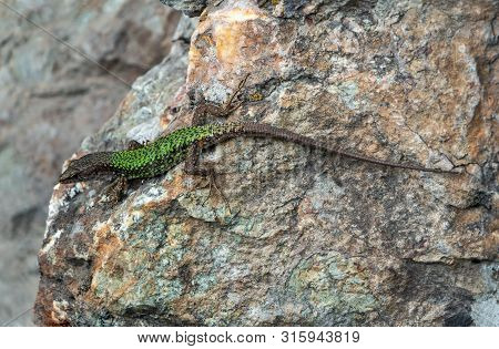 Green Lizard Crawling On A Stone Cliff. The European Green Lizard Lacerta Viridis Is A Large Lizard 