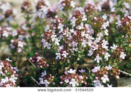Thyme, Closeup
