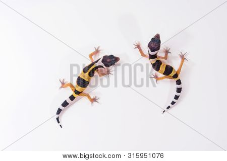 Eublepharis Macularius Is Cute Leopard Gecko. Two Little Lizard.