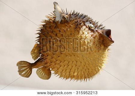 Photo Of A Prepared Blowfish Against Blurred Background