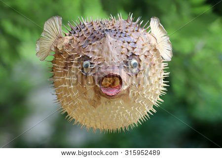 Photo Of A Prepared Blowfish Against Blurred Background