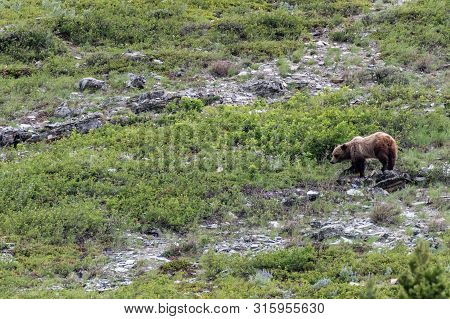 Grizzly Walking Through Brushy Scree Field In Montana Wilderness