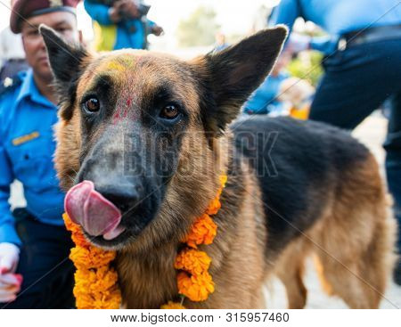 KATHMANDU, NEPAL - NOVEMBER 6, 2018: Nepal police celebrates Kukur Tihar (dog festival) at Central Police Dog Training School.