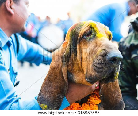 KATHMANDU, NEPAL - NOVEMBER 6, 2018: Nepal police celebrates Kukur Tihar (dog festival) at Central Police Dog Training School.