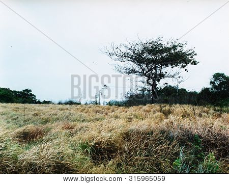 The Grass Drought Field With Green Tree