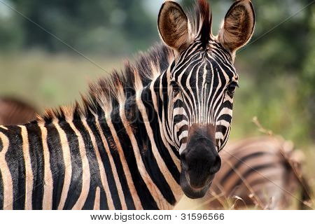 Zebra