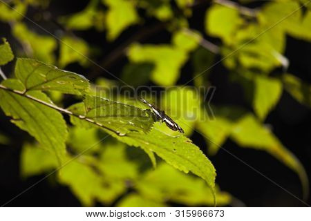 Geranium Bronze Butterfly (cacyreus Marshalli) On Autumn Leaves, Limpopo, South Africa