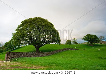 ในการพาสเจอร์