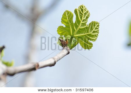 ใบไม้สีเขียวขนาดเล็ก Platanus acerifolia (เครื่องบินทรี) ในฤดูใบไม้ผลิ
