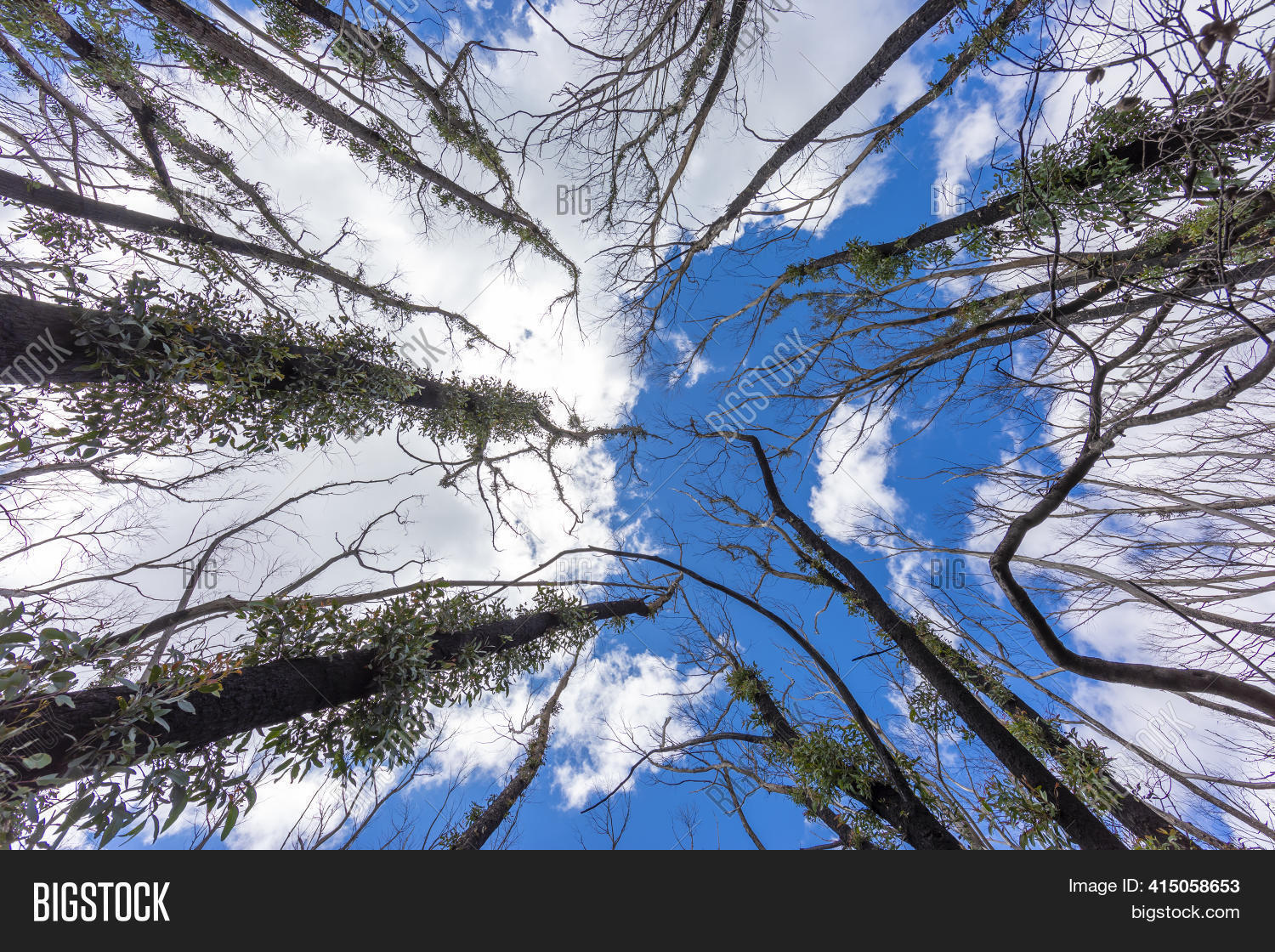 Looking Through Tree Image & Photo (Free Trial) Bigstock
