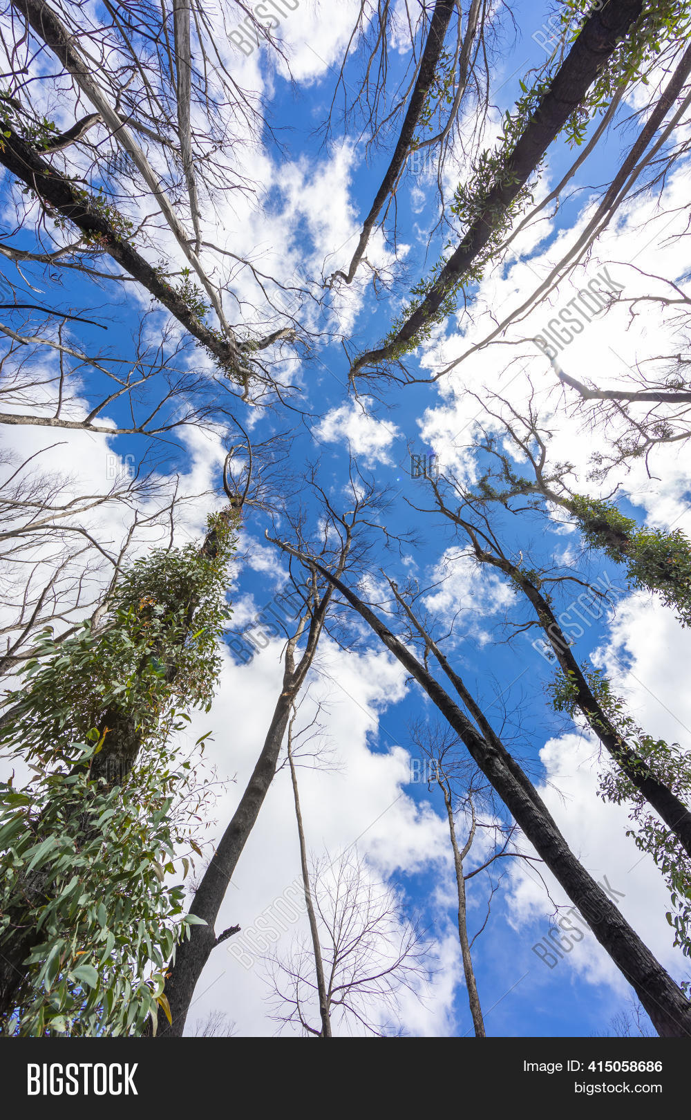Looking Through Tree Image & Photo (Free Trial) Bigstock