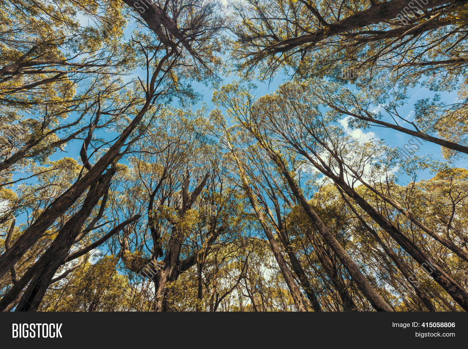Looking Through Tree Image & Photo (Free Trial) Bigstock