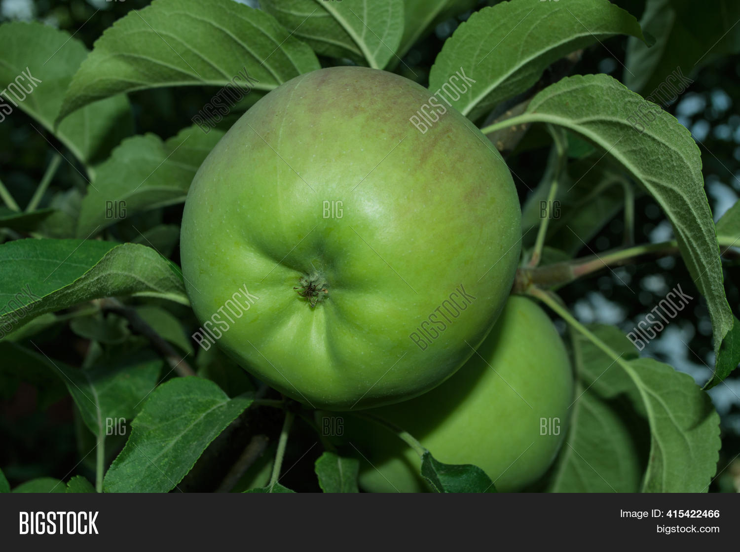 Ripe Green Apple ( Image & Photo (Free Trial) Bigstock