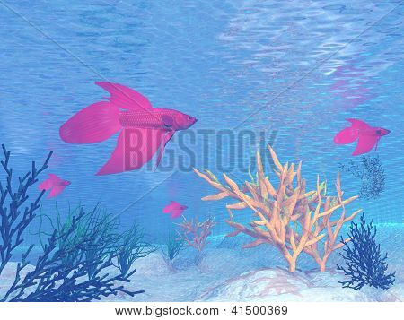 Peixes Betta vermelho - Render 3D