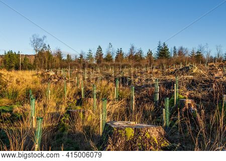 Replanting An Old Deforested And Clear Felled Coniferous Forest With Broadleaf Trees In Tree Guard I