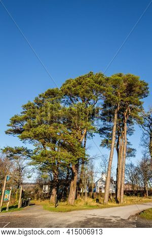 Caledonian Pine Trees At Clateringshaws Loch And Visitors Centre, Dumfries And Galloway, Scotland