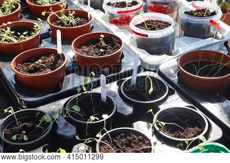 Fresh Green Seedlings Growing In Small Pots. Garedning Concept.