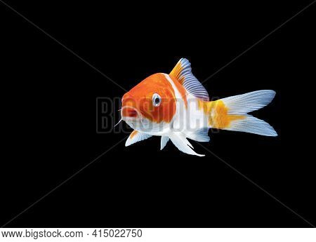 Animanls Aquarium Pet Concept. Cyprinus Rubrofuscus Swimming Over Isolated Black Background.