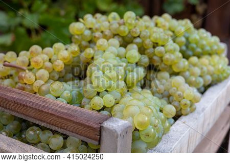 New Harvest Of White Sweet Chardonnay Grapes On Grand Cru Vineyards Near Epernay, Region Champagne, 