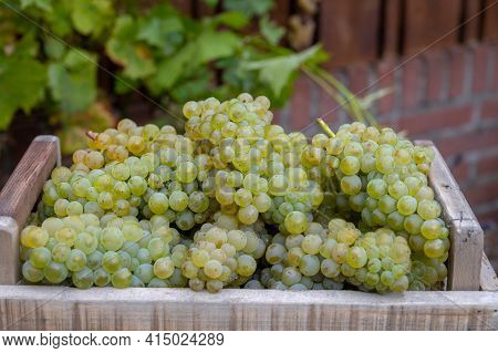 New Harvest Of White Sweet Chardonnay Grapes On Grand Cru Vineyards Near Epernay, Region Champagne, 