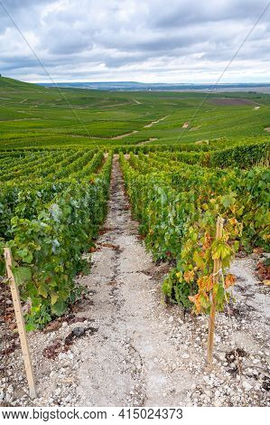 Landscape With Green Grand Cru Vineyards Near Epernay, Region Champagne, France In Rainy Day. Cultiv