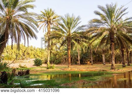 Plantation Of The Date Palm. Date Trees (phoenix) In An Oasis Near Ksar Ghilane, Sahara, Tunisia, No