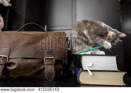 Funny Cat Enthusiastically Gnaws A Pencil While Sitting On The Books, Next To It There Is An Old Bri