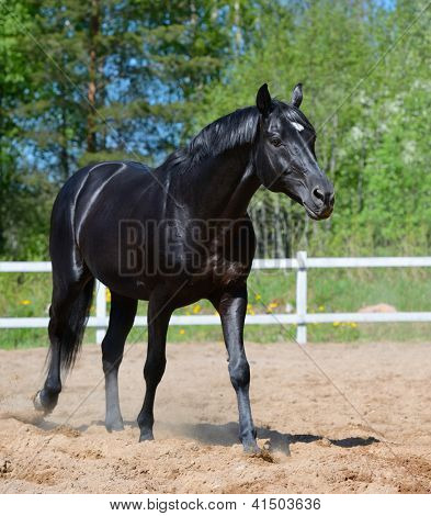 Czarny ogier rasy rosyjski jazdy idzie na manege