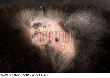 Close-up Photo Of Rabbit Dermatitis X X