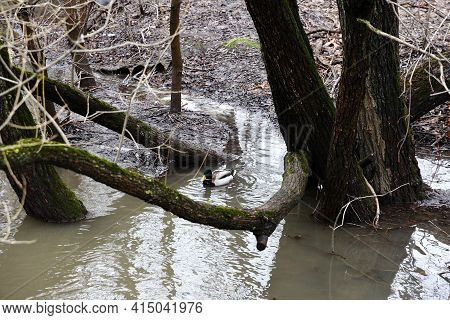 A Small River In The Moscow Region, Floods On The Bitsa River, A Drake Swims Near The Submerged Bank