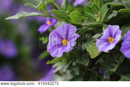 The Beautiful Lavender Blue Flowers Of Lycianthes Rantonnetii Also Known As The Blue Potato Bush. In