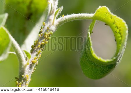Ant And Aphids On Young Stem Of Apple Tree. Macro Photo.