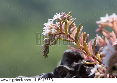 Flowering White Sedum Plant In Carpathian Mountain Region. Stonecrop Plant On Blurred Background.