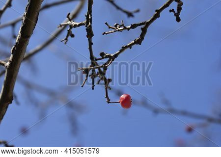 Common Hawthorn Branch With Fruit - Latin Name - Crataegus Monogyna