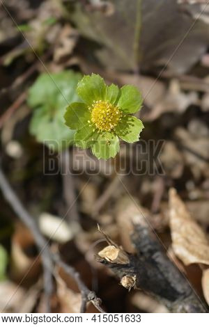 Dwarf Masterwort Flower - Latin Name - Hacquetia Epipactis