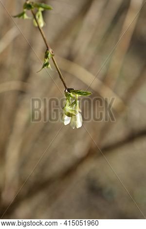 Winter Flowering Honeysuckle Flowers - Latin Name - Lonicera Fragrantissima