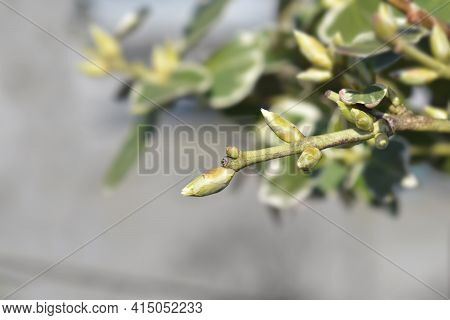 Wintercreeper Emerald Gaiety Branch With Leaves Buds - Latin Name - Euonymus Fortunei Emerald Gaiety