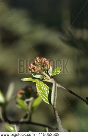 Burkwood Viburnum Branch With Flower Buds - Latin Name - Viburnum X Burkwoodii