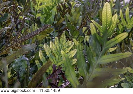 Common Polypody (polypodium Vulgare) Green Plant Background. Botanical Foliage Texture Background. F
