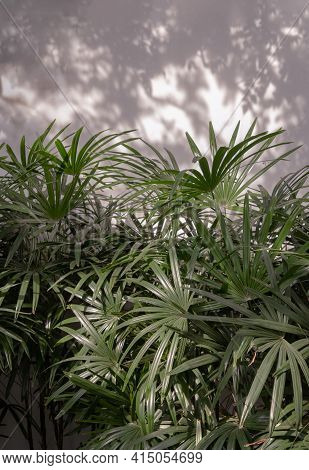 Howea Forsteriana Tree With Light And Shadows On A White Concrete Wall Texture For Background. Natur
