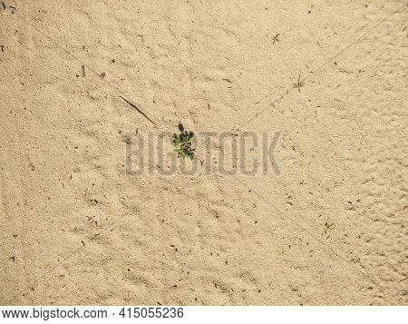 Tire Marks On Sandy Surface. Green Grass Grows On Sand. Sandy Birch Lake. Sunny Day. Beach Vacation.