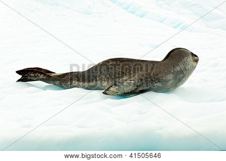 Leopard Seal In Antartcia