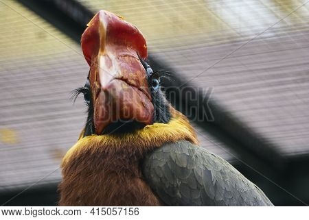 The Rufous Hornbill Buceros Hydrocorax, Also Known As The Philippine Hornbill.