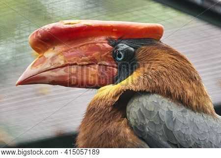 The Rufous Hornbill Buceros Hydrocorax, Also Known As The Philippine Hornbill.