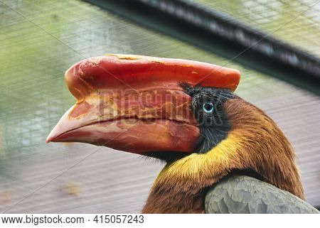 The Rufous Hornbill Buceros Hydrocorax, Also Known As The Philippine Hornbill.