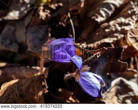 Beautiful Close Up Shot Of First Of The Spring Wildflowers Large Blue Hepatica