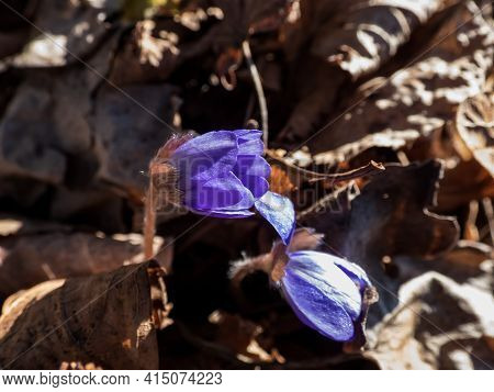 Beautiful Close Up Shot Of First Of The Spring Wildflowers Large Blue Hepatica