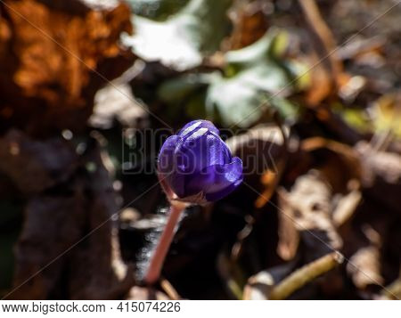 Close Up Shot Of First Of The Spring Wildflowers Large Blue Hepatica In Beautiful Warm Lighting