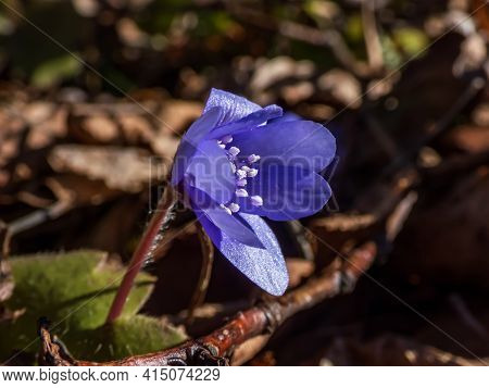 Close Up Shot Of First Of The Spring Wildflowers Large Blue Hepatica In Beautiful Warm Lighting