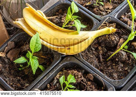 Banana Peel As A Fertilizer For Capsicum Seedlings For Feeding With Potash Organic Fertilizers